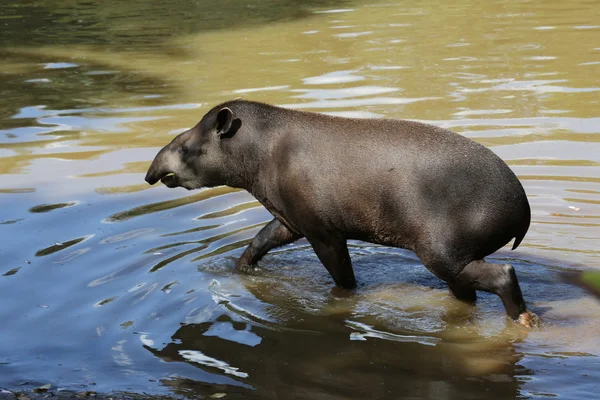 Tapir entrando en el lago —  Fotos de Stock