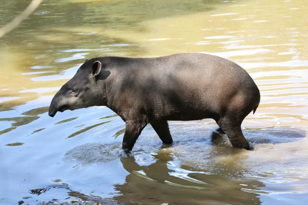 Tapir in sjön — Stockfoto