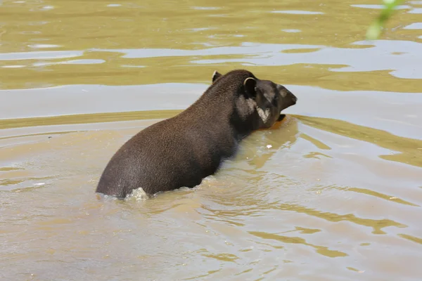 Tapir swimming in lake — Stock Photo, Image