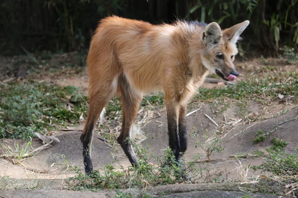 Profil de loup maned — Photo