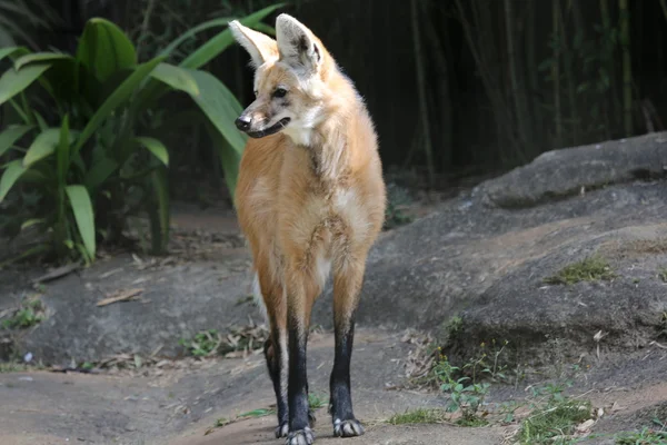Lobo-guará em pé — Fotografia de Stock