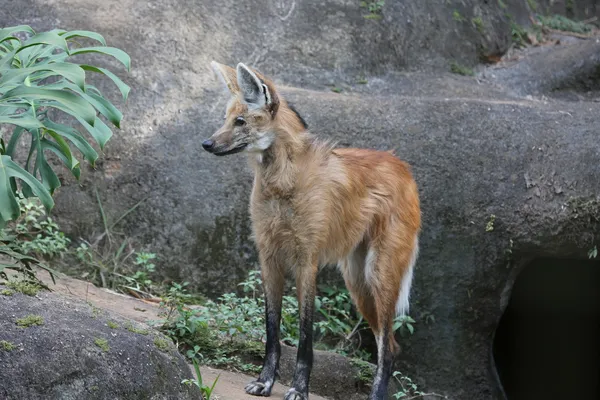 Maned wolf looking — Stock Photo, Image