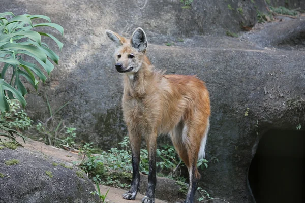 Maned wolf front — Stock Photo, Image