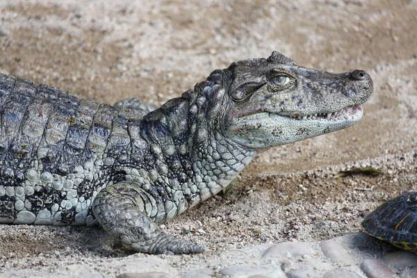 Alligator chatt gul — Stockfoto