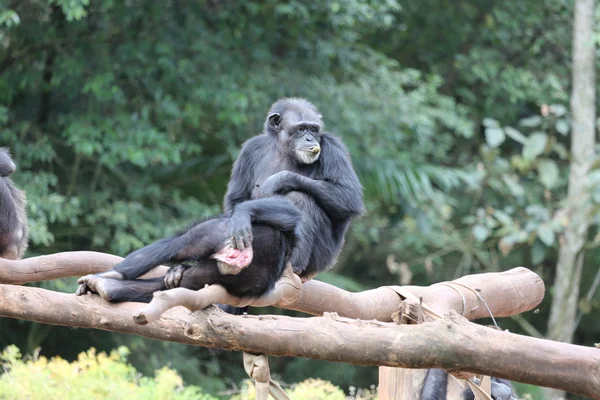 Macacos chimpanzés em família — Fotografia de Stock