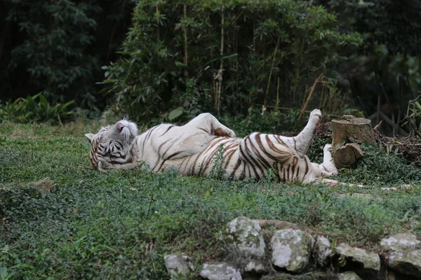 Белый тигр лежит с поднятыми ногами — стоковое фото