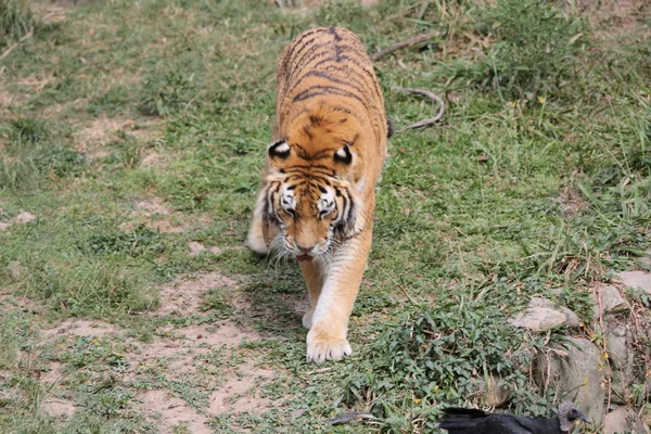 Siberian tiger walking — Stock Photo, Image