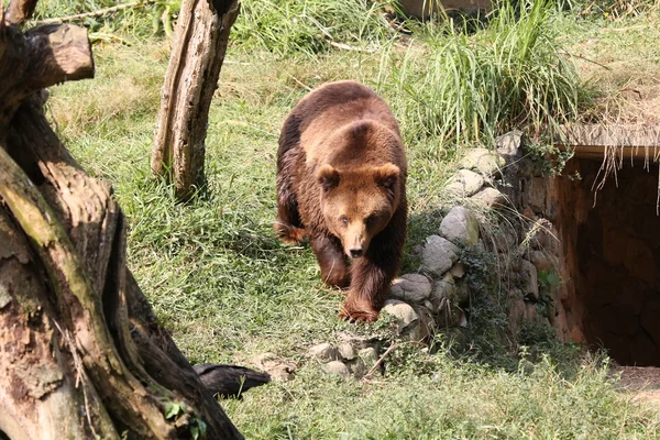 Grizzly, krótkiego spaceru — Zdjęcie stockowe