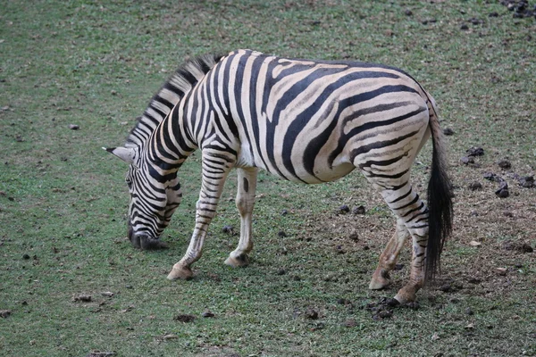 Zebra eating grass — Stock Photo, Image