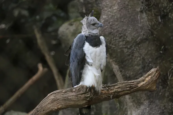 Harpy på torr gren — Stockfoto