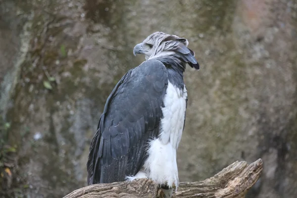 Harpyie auf trockenem Ast — Stockfoto