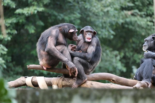 가족에 원숭이 침팬지 스톡 이미지