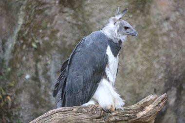 Harpy kuru dal üzerinde