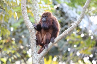uluyan maymun ağacı dalında