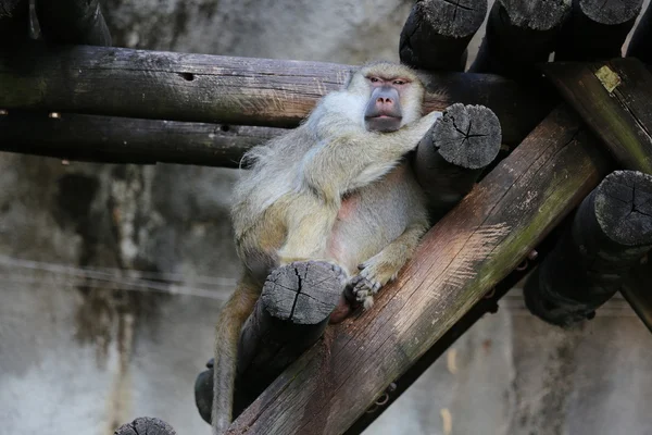 노란 원숭이 — 스톡 사진