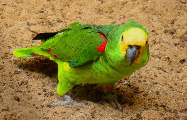 Parrot — Stock Photo, Image