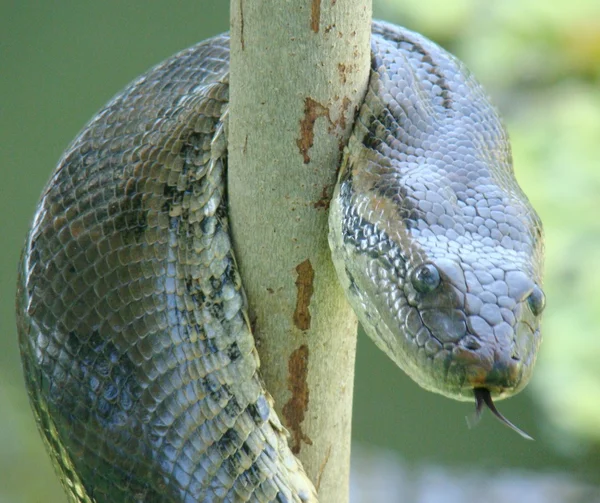 Anaconda — Fotografia de Stock