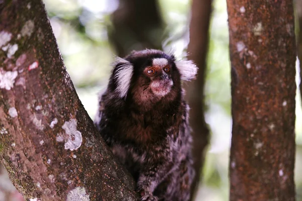 Callithrix jacchus — Fotografia de Stock