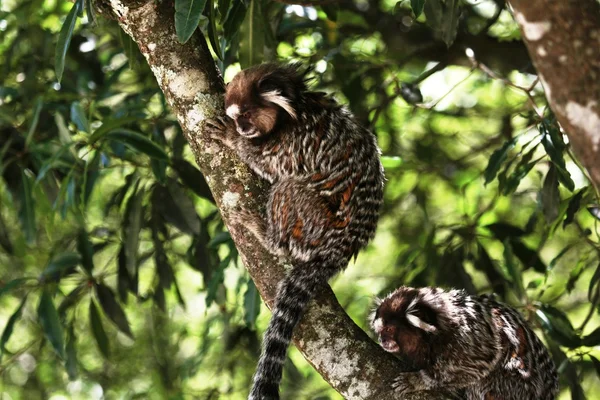 Árvore genealógica em marmoset — Fotografia de Stock