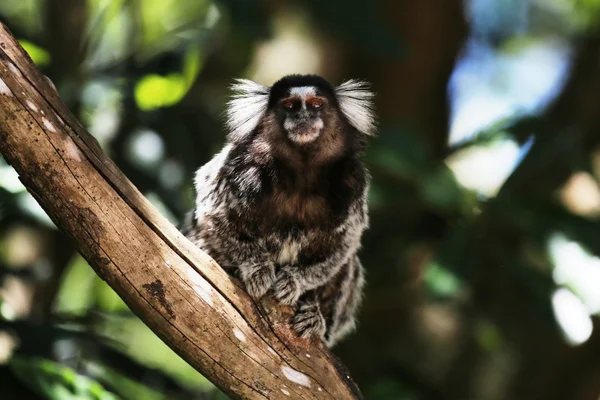 Callithrix jacchus — Fotografia de Stock