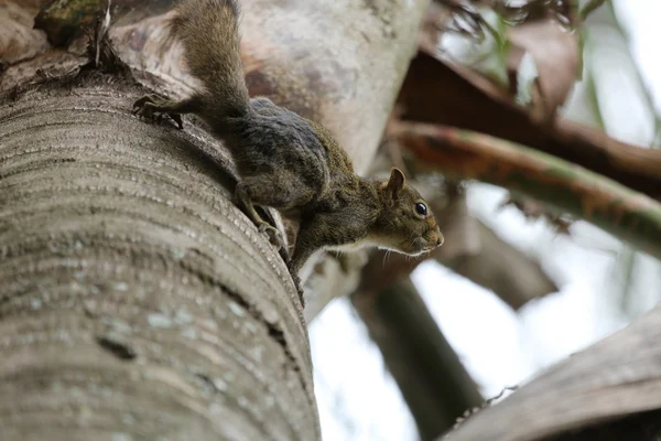 Squirrel — Stock Photo, Image