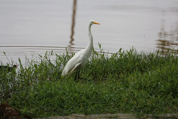 White heron on the lake — Stock Photo, Image