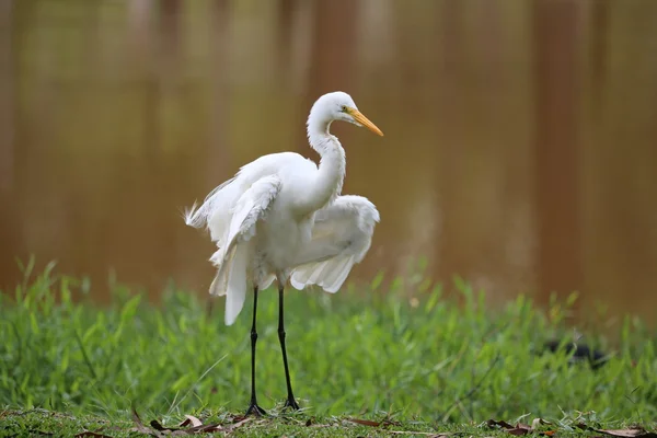 Garza blanca en el lago — Foto de Stock