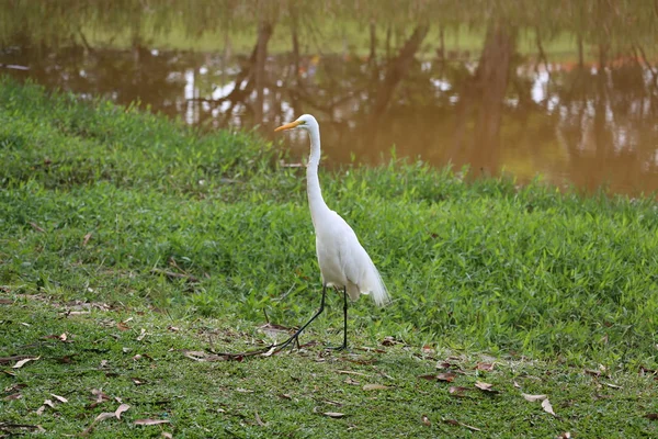 Garza blanca en el lago — Foto de Stock
