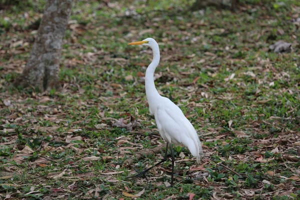 White heron on the lake — Stock Photo, Image