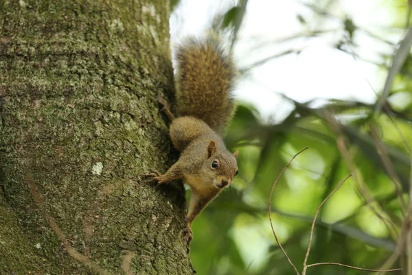 Squirrel — Stock Photo, Image