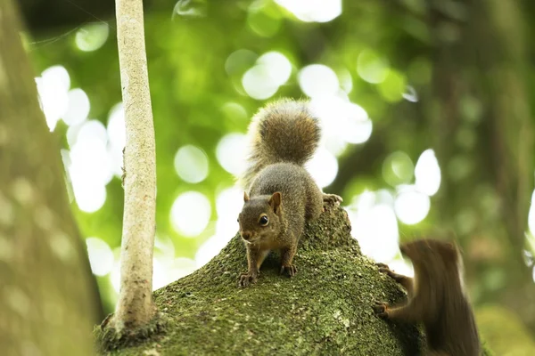 Squirrels — Stock Photo, Image