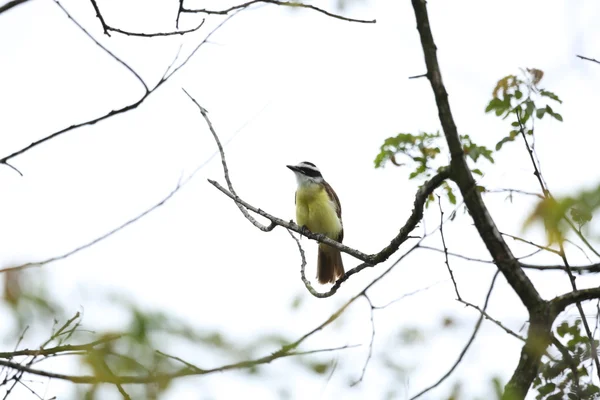 Bentivi Vogel typisch für Brasilien — Stockfoto