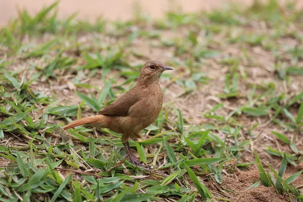 Farius rufus — стоковое фото