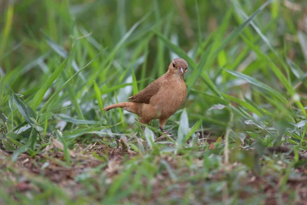 Furnarius rufus — Stockfoto