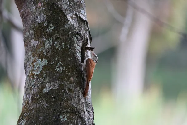 Woodpecker in Tree — Stock Photo, Image