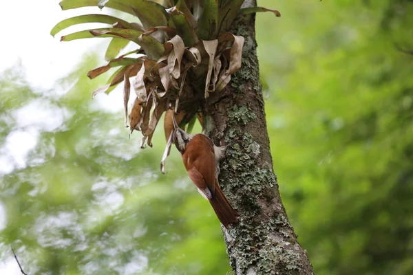在树中的啄木鸟 — 图库照片