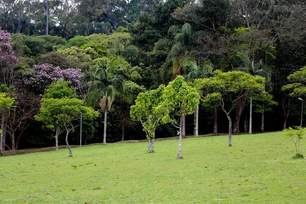 Carmo park, sao paulo Brasilien — Stockfoto