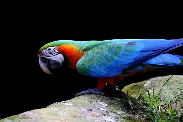 Guacamayo en piedra aislado sobre fondo negro — Foto de Stock