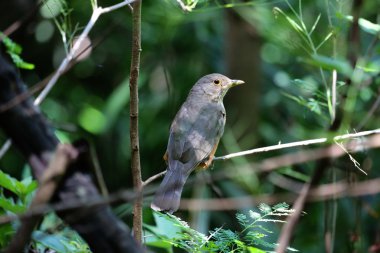 Kızıl karınlı ardıç kuşu