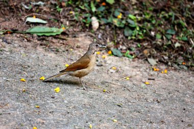 Kızıl karınlı ardıç kuşu