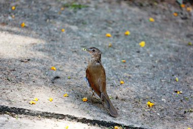 Kızıl karınlı ardıç kuşu