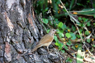 Kızıl karınlı ardıç kuşu
