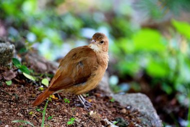 Furnarius rufus