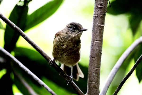 Vogel auf Ast — Stockfoto