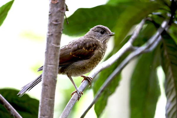 Oiseau sur branche — Photo