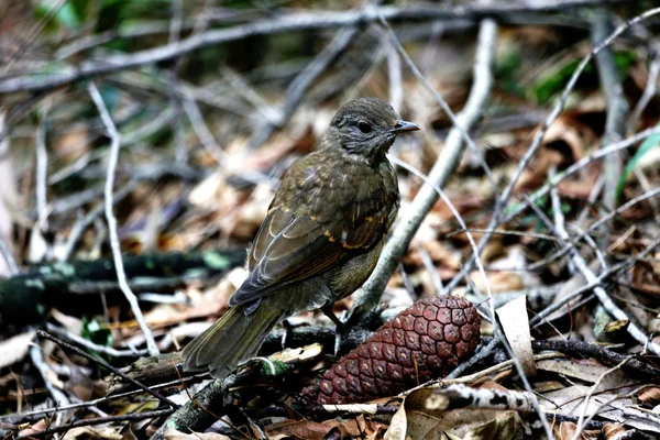 Vogel im Wald — Stockfoto