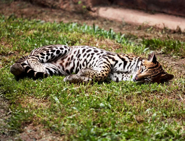 Grama nd deitado di ocelot — Foto Stock