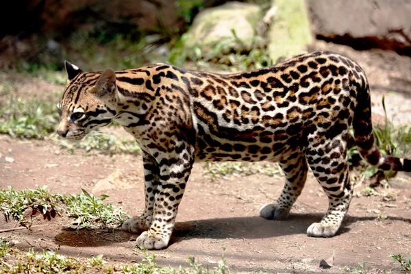 Ocelot hayvanat bahçesinde — Stok fotoğraf