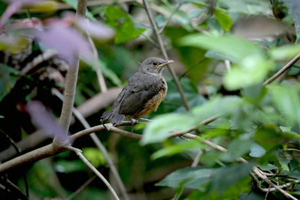 Bébé oiseau sur branche — Photo