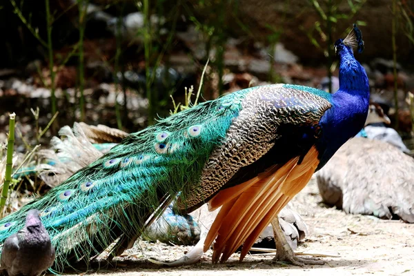 Peacock with open wings — Stock Photo, Image